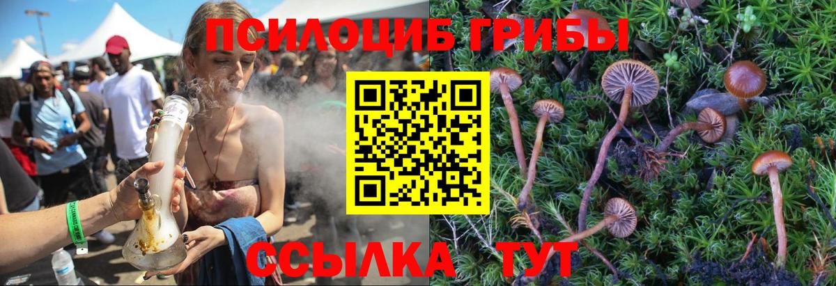 Псилоцибиновые грибы Cubensis Гусев